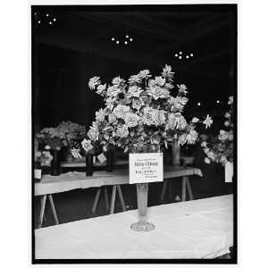  Madame Chatenay roses,American Carnation Society 