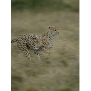 Cheetah Running Through Grassland in Masai Mara National Reserve 
