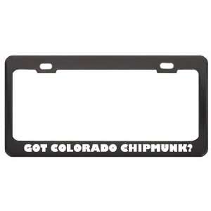 Got Colorado Chipmunk? Animals Pets Black Metal License Plate Frame 