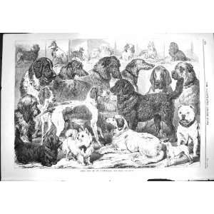  1869 Prize Dogs Birmingham How Animals Antique Print