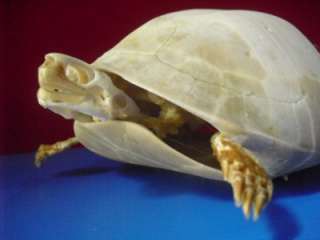 Taxidermy, Skeleton, Skulls Snapping Turtle  