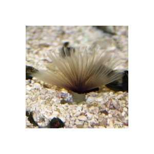 Bispira sp. Colored Feather Duster   Small  Kitchen 