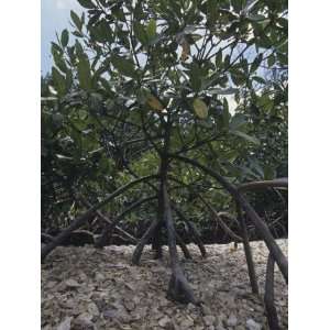  Red Mangrove Prop Roots (Rhizophora Mangle), Florida, USA 