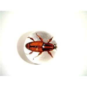   Embedment Marble w Snout Beetle Insect   Bug Inside Toys & Games