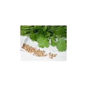  100 Heirloom cilantro seeds 