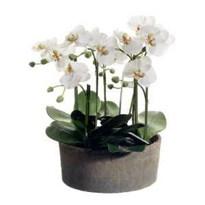   Orchid Plant in Clay Pot Cream Green Patio, Lawn & Garden