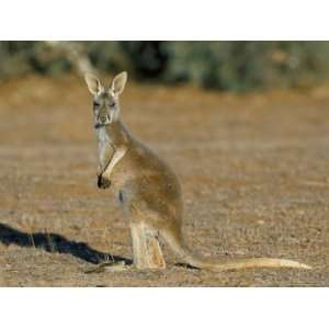  Red Kangaroo (Macropus Rufus), Mootwingee National Park, New South 