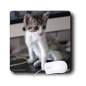   and Dogs   Cute Kitten at Home sitting down   Mouse Pads Electronics