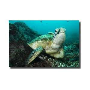 Green Turtle Sipadan Island Sabah Malaysia Giclee Print  