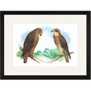  /Matted Print 17x23, Hen Hawk and Swainsons Hawk