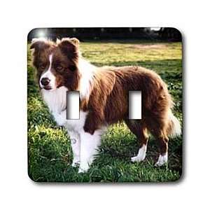 Dogs Border Collie   Border Collie Tan and White   Light Switch Covers 