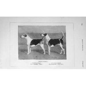   1906 Antique Print Puckeridge Colonist Cardinal Dogs