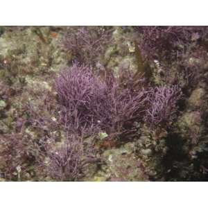 Coralline Red Algae, Calliarthron, California, Usa, Pacific Ocean 