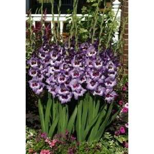  Gladiola Vista 12 14 cm. 100 pack Patio, Lawn & Garden