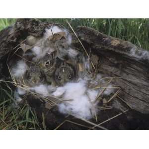  Young Eastern Cottontails in a Nest in a Hollow Log 