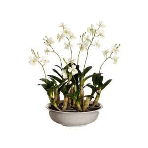 21 Dendrobium Orchid in Crackle Ceramic Bowl Cream Green 
