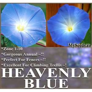 oz (3,500+) Morning Glory Flower Seeds BIG BLOOMS ~ HEAVENLY BLUE 