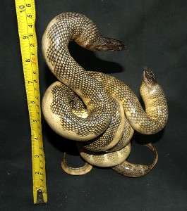 Taxidermy Banded sea snake 2 pcs Mount  