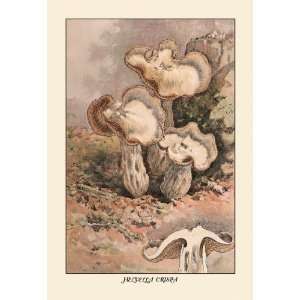  Helvella Crispa 30X20 Canvas