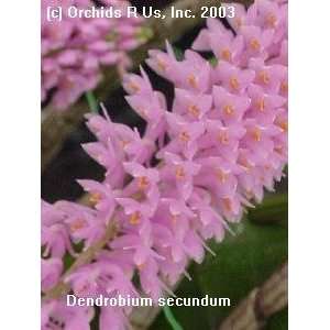 Dendrobium secundum 156S Grocery & Gourmet Food