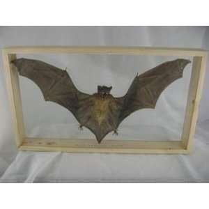  REAL Cynopterus Horsfieldii Fruit Bat Double Glass Display 