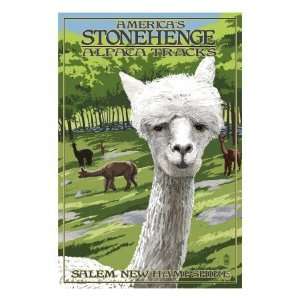 Americas Stonehenge, New Hampshire   Alpacas Premium Poster Print 