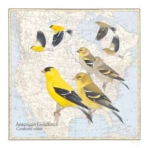 American Goldfinch by David Sibley. Size 15.96 inches width by 15.84 