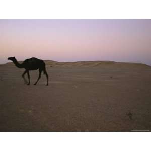  Camel Walks in the Sand Dunes of the Ash Samat Premium 