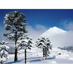  Araucaria (Monkey Puzzle) Trees in Snow Below Volcan 