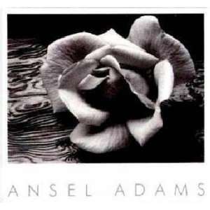  Ansel Adams   Rose and Driftwood Authorized Edition