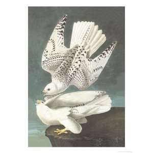   Giclee Poster Print by John James Audubon, 24x32