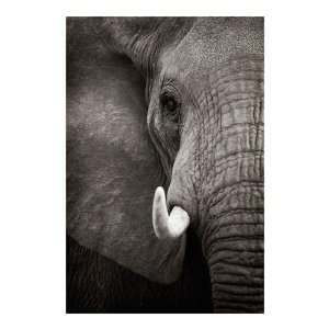  Andy Biggs   Elephant Portrait Giclee