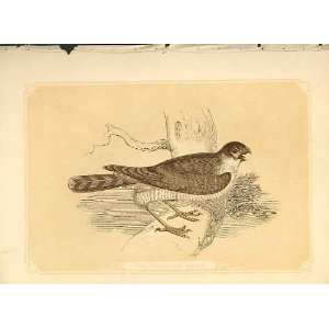  The Sparrow Hawk 1860 Coloured Engraving Birds