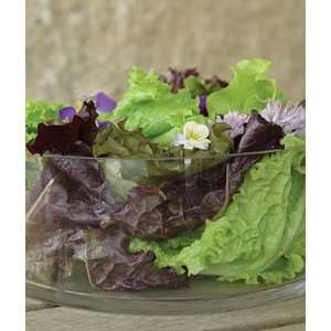  Lettuce, Red & Green Romaine Blend 1 Pkt. (500 Seeds 