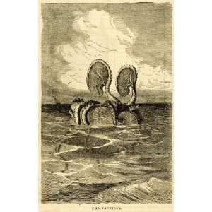  1873 Print Argonauta Paper Nautilus Octopus Tentacle 