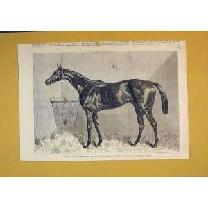  1865 Sport Horse Gladiateur St Leger Grand Prix Paris 