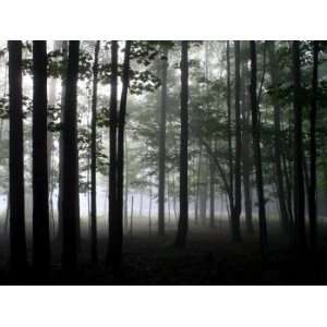  Forest Through the Trees, Limited Edition Photograph 