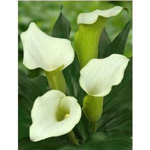  Dutch Calla Captain Mirage 14 16 cm. 5 pack Patio, Lawn 