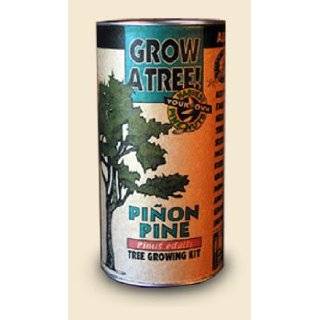 Pinion Pine Tree Growing Kit   Grow Evergreen Pinion Pines Trees from 