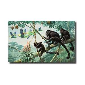  Parrots Flying By Black Howler Monkeys In A Tree Top 