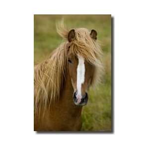    Iceladic Horse In The Wind Iceland Giclee Print