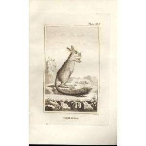  Great Jerboa 1812 Buffon Natural History Pl 302