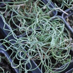  Grass, Juncus effusus Spiralis (Corkscrew Rush) Patio 