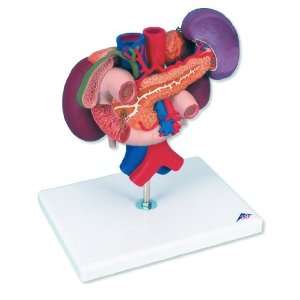  3B Scientific K22/3 3 Part Kidneys with Rear Organs of the 