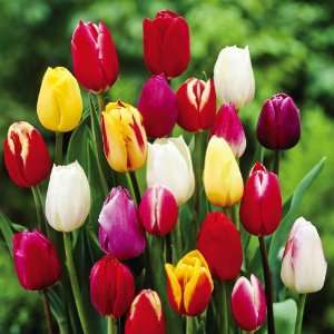  Vivid Kaleidoscope Tulip Mix   Fall Bulbs by Winston 