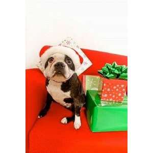  Dog Wearing Santa Claus Hat Next to Gifts   Peel and Stick 