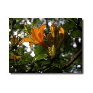  Flame Azaleas North Carolina Giclee Print