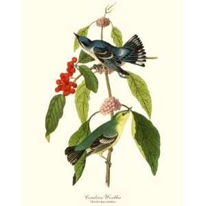  Bird Prints Cerulean Warbler