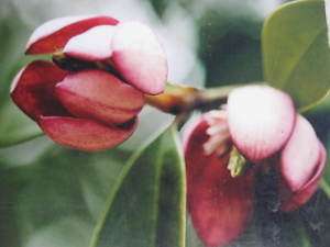 Magnolia Figo Red Nice Plant Alot of Flower  