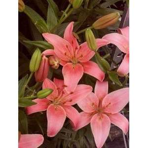  Pre cooled Lily Toronto 14 16 cm. 300 pack Patio, Lawn 
